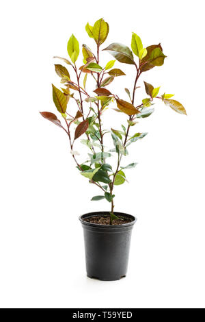 Photinia Werk in schwarzen Topf isoliert auf Weiss. Bereit für das Einpflanzen. Stockfoto