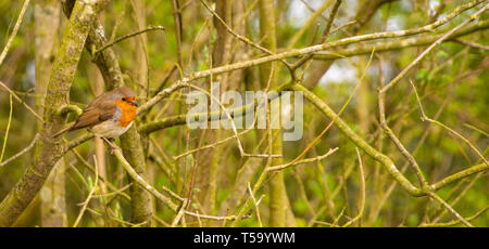 Robin in Hecke Stockfoto