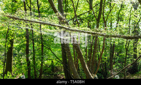 Geschmeiß larve Seide, schwammspinner Raupe, die sich auf Wald Bäume Stockfoto