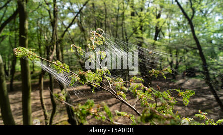 Geschmeiß larve Seide, schwammspinner Raupe, die sich auf Wald Bäume Stockfoto