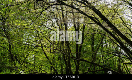 Geschmeiß larve Seide, schwammspinner Raupe, die sich auf Wald Bäume Stockfoto