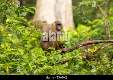 Juvenile bohren Affe Essen Stockfoto