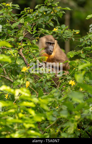 Juvenile bohren Affe Essen Stockfoto