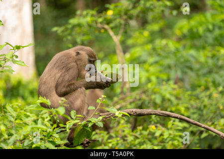 Juvenile bohren Affe Essen Stockfoto