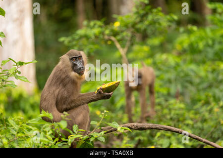 Juvenile bohren Affe Essen Stockfoto