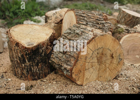 Big Protokolle von Eiche Holz für den Kamin Stockfoto