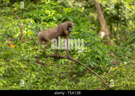 Juvenile bohren Monkey Stockfoto