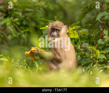 Juvenile bohren Affe Essen Stockfoto