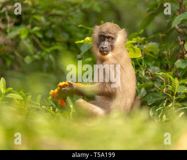 Juvenile bohren Affe Essen Stockfoto