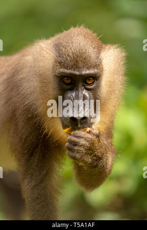 Juvenile bohren Affe Essen Stockfoto