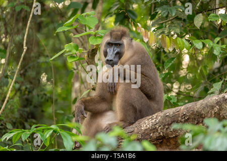 Sub-erwachsenen männlichen bohren Monkey Stockfoto