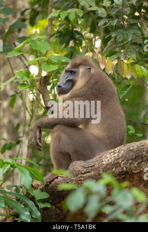 Sub-erwachsenen männlichen bohren Monkey Stockfoto