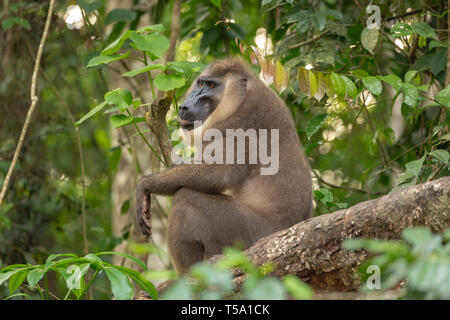 Sub-erwachsenen männlichen bohren Monkey Stockfoto