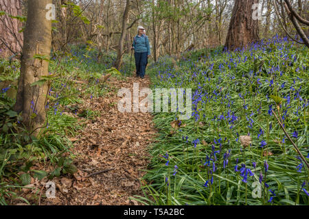 Ein Pfad durch Bluebell Woods in der Landschaft von Shropshire an Chemshill Niederwald führt in der Nähe des Dorfes oder Shifnal, Shropshire, Großbritannien Stockfoto