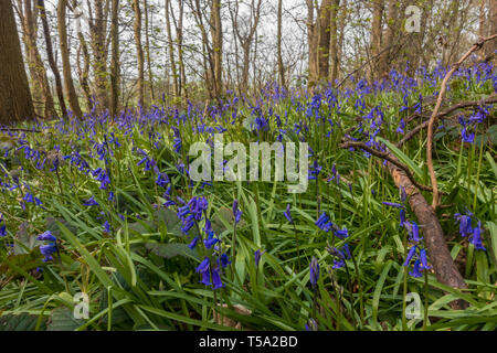 Bluebells wachsen in einem Wald in der Landschaft von Shropshire im April im Frühling. Stockfoto