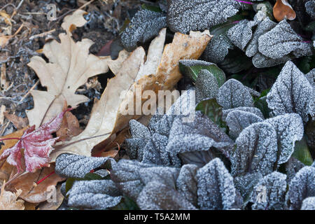 Frost - überdachte bugleweed Pflanze mit Lila Blätter, braune Eiche Blätter und ein rotes Blatt von einem bloodgood Ahorn an einem herbstmorgen im November. Stockfoto