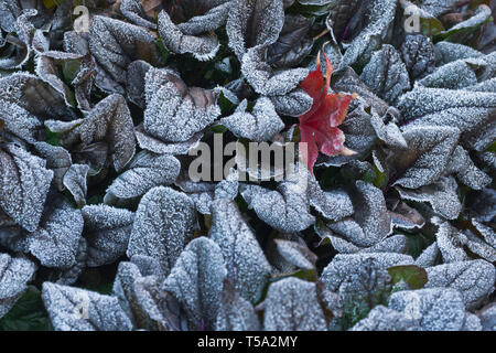 Frost - überdachte bugleweed Pflanze mit Lila Blätter und ein rotes Blatt von einem bloodgood Ahorn an einem kalten Morgen im November. Stockfoto