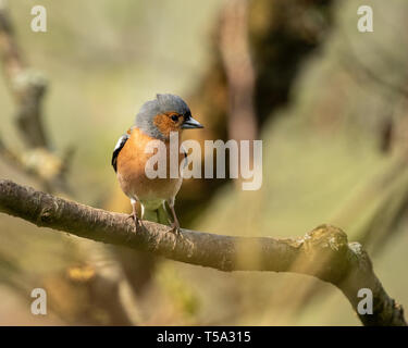 Buchfinken fotografiert bei glaslyn Osprey Projekt Stockfoto