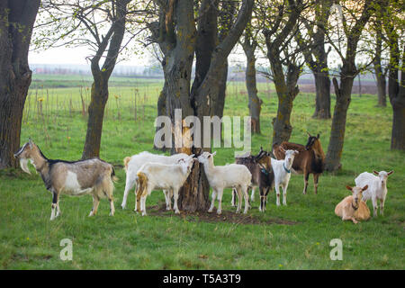 Kleine Herde von Ziegen auf der grünen Wiese mit Bäumen im Hintergrund. Verschiedene farbige Ziegen Herde Stockfoto