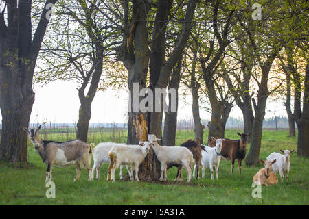 Kleine Herde von Ziegen auf der grünen Wiese mit Bäumen im Hintergrund. Verschiedene farbige Ziegen Herde Stockfoto