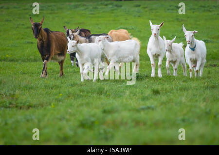 Kleine Herde von Ziegen stehen auf grünem Gras. Verschiedene farbige Ziegen Herde Stockfoto