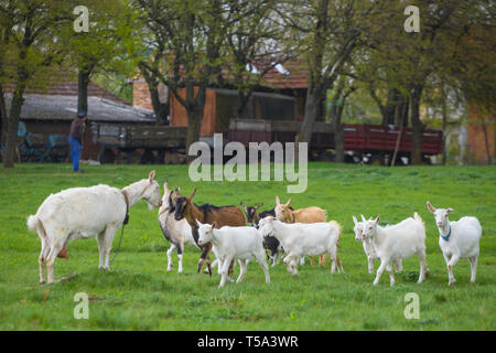 Kleine Herde von Ziegen stehen auf grünem Gras mit Haus im Hintergrund. Verschiedene farbige Ziegen Herde Stockfoto