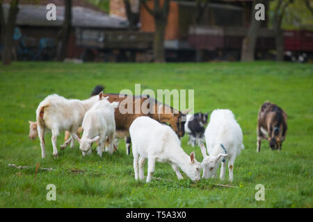 Kleine Herde von Ziegen stehen auf grünem Gras mit Haus im Hintergrund. Verschiedene farbige Ziegen Herde Stockfoto