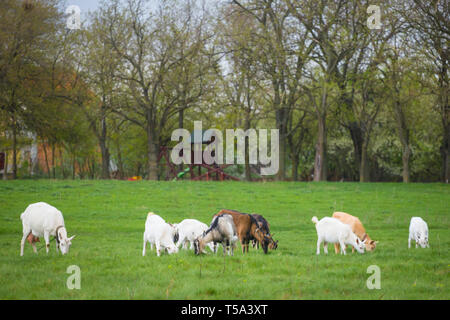 Kleine Herde von Ziegen auf der grünen Wiese mit Bäumen im Hintergrund. Verschiedene farbige Ziegen Herde Stockfoto