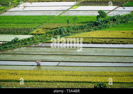 Antenne Reisfeld, Reisterrassen auf Bali Stockfoto