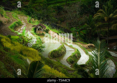 Antenne Reisfeld, Reisterrassen auf Bali Stockfoto