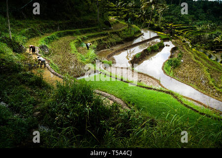 Antenne Reisfeld, Reisterrassen auf Bali Stockfoto