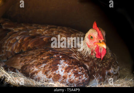 Broody Henne brüten in das Nest der Farm Stockfoto