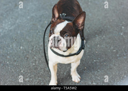 Trauriger hund Boston Terrier bleiben auf dem Bürgersteig und sieht in die Kamera Stockfoto