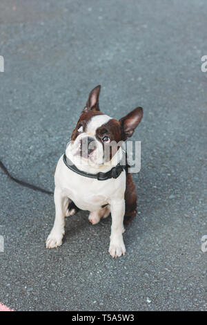 Trauriger hund Boston Terrier sitzt auf dem Bürgersteig und Suchen Stockfoto