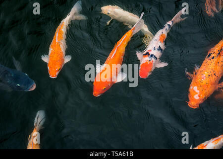 Karpfen Fische schwimmen im See in Hue Imperial ist eine ummauerte Festung und Schloss in der Stadt Hue, der ehemaligen kaiserlichen Hauptstadt von Vietnam Stockfoto