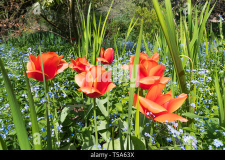 Rote Tulpen in einem Garten im Frühjahr (April) in West Sussex, England, UK. Stockfoto
