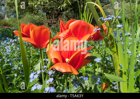 Rote Tulpen in einem Garten im Frühjahr (April) in West Sussex, England, UK. Stockfoto