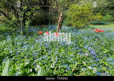 Forget-Me-Nots, AKA Scorpion Gräser, kleine blaue Blumen aus der Gattung Myosotis, Blütezeit im späten Frühjahr in Großbritannien. Blau Forget-Me-Not. Stockfoto