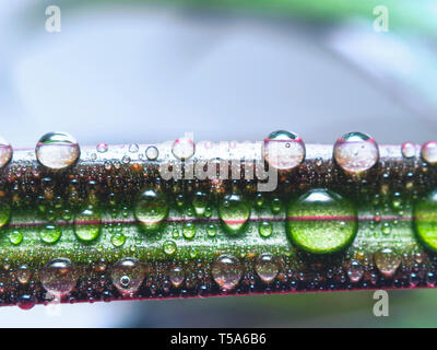 Wassertropfen auf einem Blatt rot umrandete Dracaena. Makro Bild der natürlichen Regen, Tau Tropfen. Gartenarbeit, frisches Wasser, Umwelt- Konzept. Stockfoto