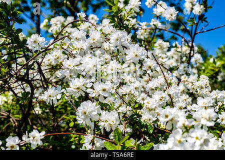 Exochorda macrantha - Die Braut - schöne weiße Strauch in voller Blüte im Frühling Stockfoto