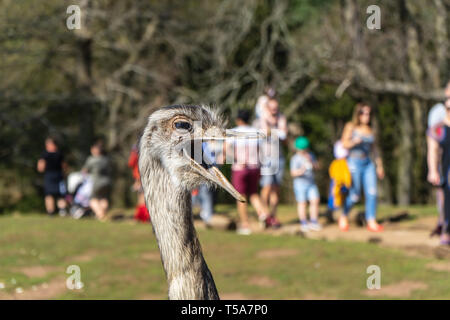 Mehr Rhea Rhea americana an der Woburn Safari Park Stockfoto