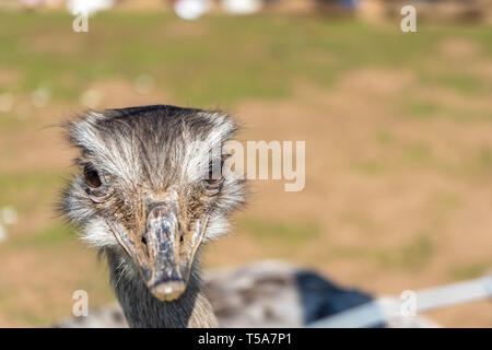 Mehr Rhea Rhea americana an der Woburn Safari Park Stockfoto