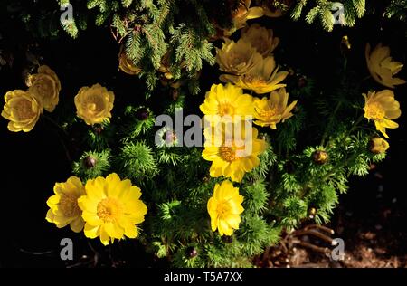 Gelbe Blume von Adonis Vernalis. Stockfoto