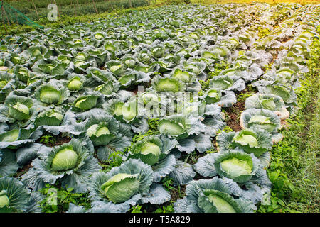 Querformat eines frisch wachsenden Kohl Feld. Weißkohl wächst in den Zeilen in einem Feld in der Landschaft von Südostasien. Stockfoto