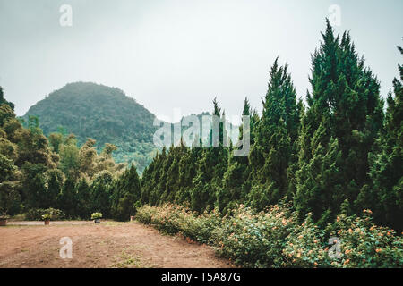 Die bewaldeten Berghang in niedrig liegenden Cloud mit der immergrünen Nadelbäumen in Nebel in einer malerischen Landschaft ansehen. Stockfoto