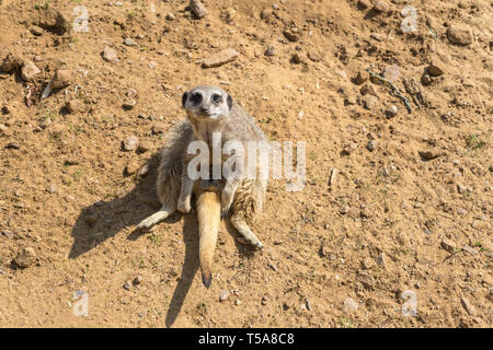 Schlanke tailed meerkat, Suricata suricatta an der Woburn Safari Park. Stockfoto