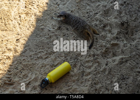 Schlanke tailed meerkat, Suricata suricatta an der Woburn Safari Park. Stockfoto