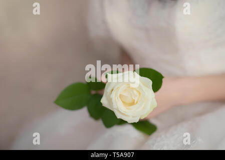 Schöne zarte weisse Rose Blume in der Hand der Braut in einem weißen Kleid Nahaufnahme Stockfoto
