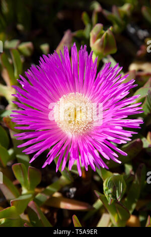 Delosperma Cooperi Blumen in Lissabon, Portugal Stockfoto