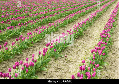 Mount Vernon, Washington, USA. Bereich der lila Tulpen. Stockfoto